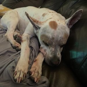 Meet your Posher, Lizzie